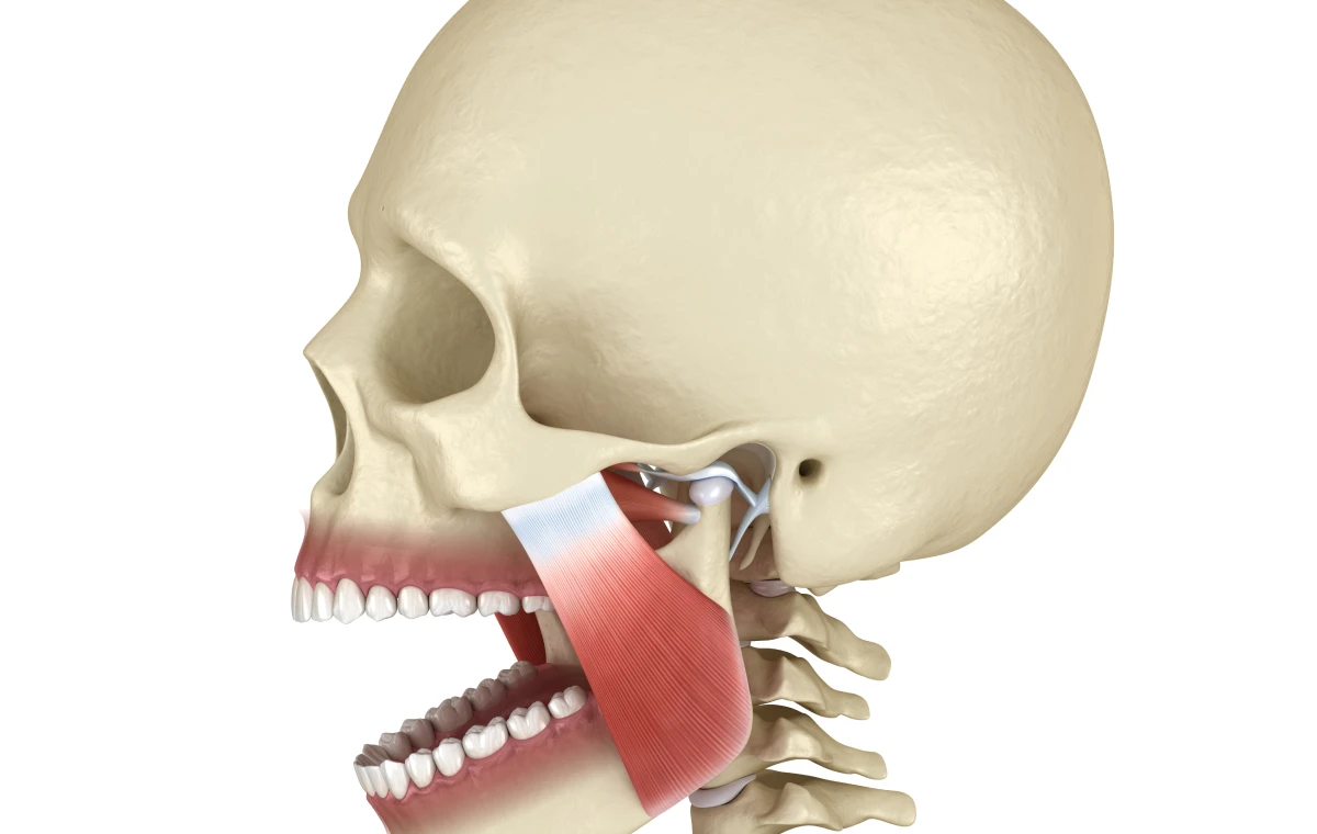 dr loustau dessous orthodontie biarritz cabinet dr loustau dessous orthodontie biarritz cabinet Dent qui manque ou ne pousse pas Dr Loustau-Dessus